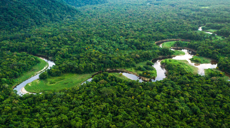 Amazon Rainforest