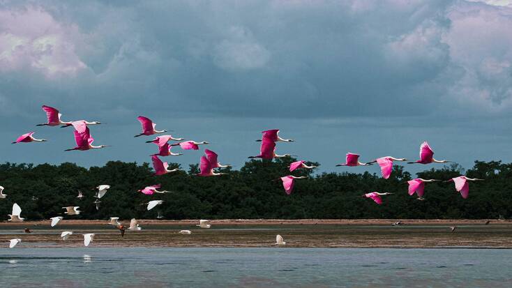 Flamingos flying over the Florida Keys