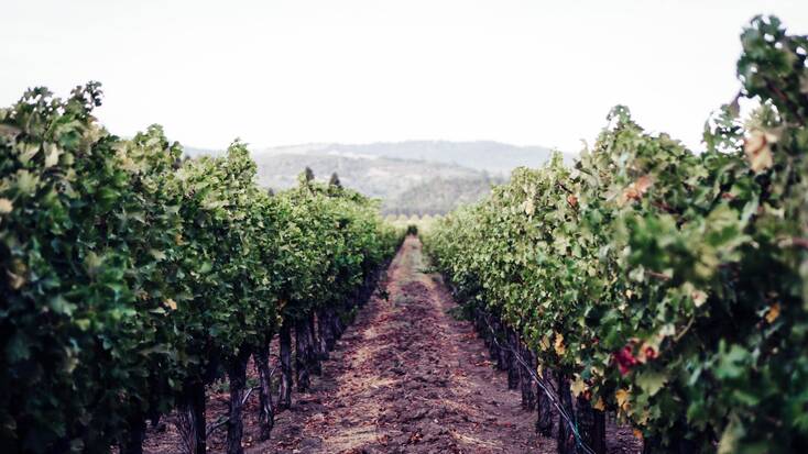 Napa Valley wineries