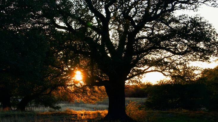 Sunset over a field during romantic getaways in Texas