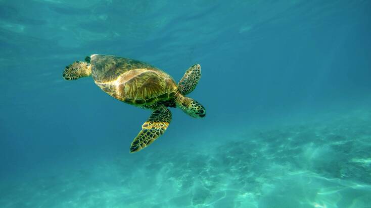 A sea turtle swimming in clear, blue waters