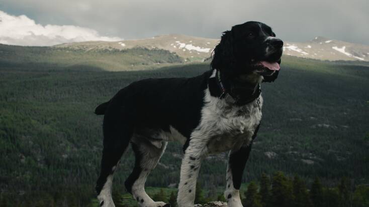 A doggo taking a breather during some dog-friendly hiking near Boulder, Colorado