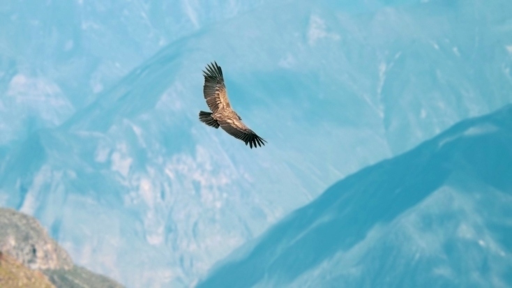 Andean condors flying over the Andes, Peru