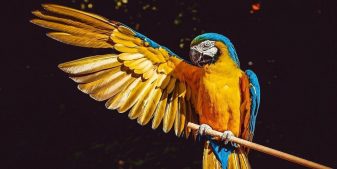 A macaw parrot, one of many exotic birds to see in the wild on World Birding Day