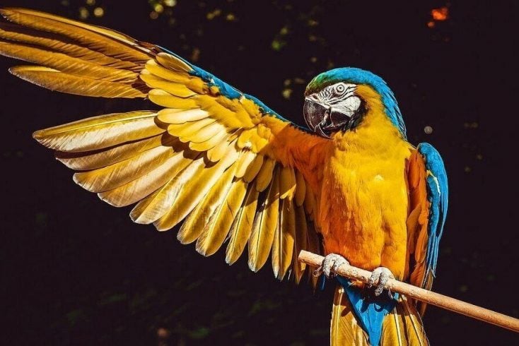 A macaw parrot, one of many exotic birds to see in the wild on World Birding Day