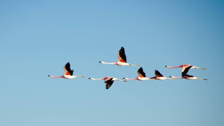 Flamingos flying in clear blue skies