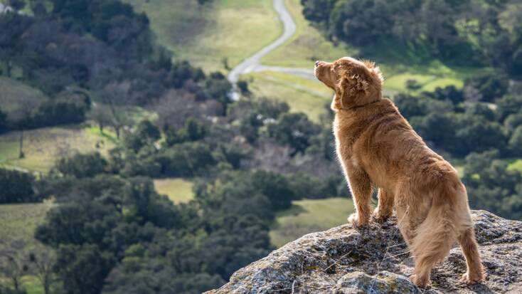 A golden retriever standing on top of a hill enjoying the view