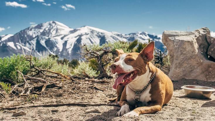 A dog resting on one of his dog-firendly hikes in Mammoth Lakes, CA