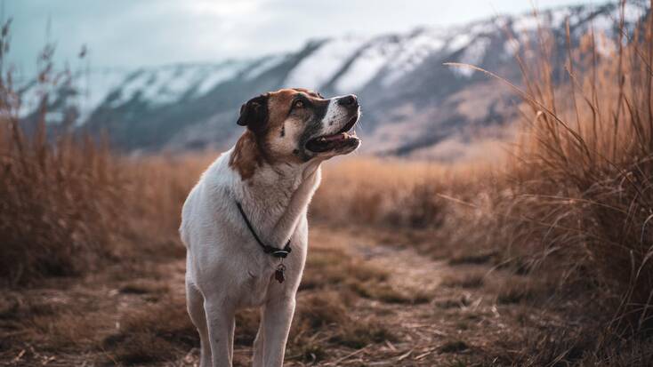 A dog exploring his favorite Oregon hiking trails 