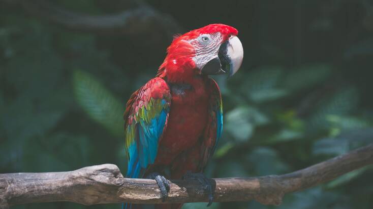 A scarlet macaw, one of many exotic birds in Costa Rica, sitting on a branch