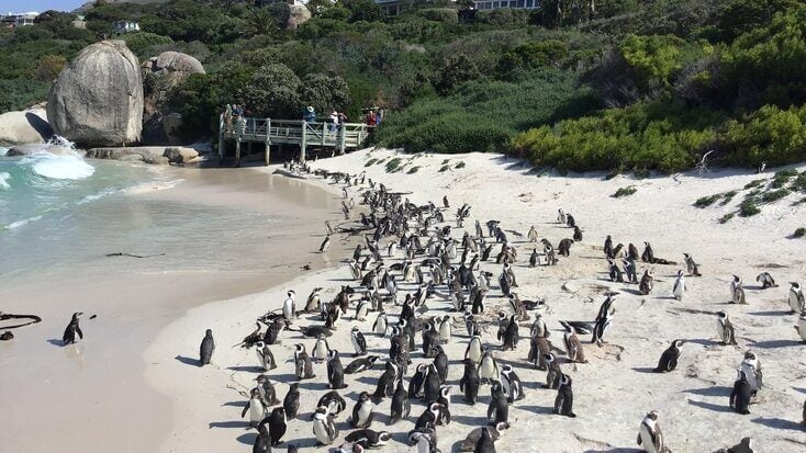 The Simon's Town penguins in South Africa