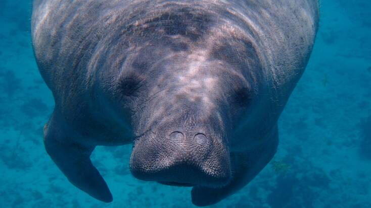 Go to Three Sisters Springs, Florida, and swim with manatees