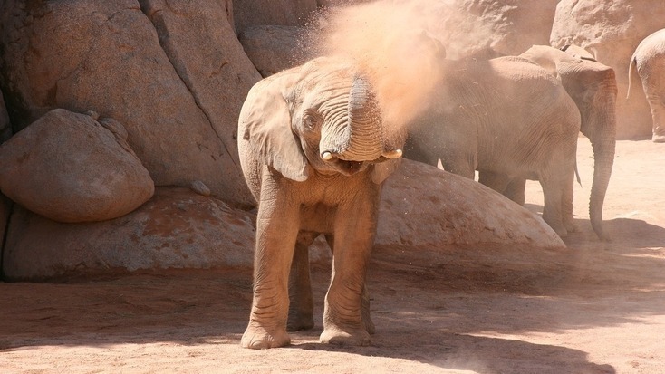 A baby elephant in the Valencia Zoo, perfect for the whole family during your holidays in Valencia