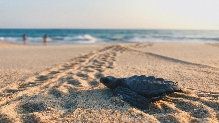 When is sea turtle hatching season? It's complicated...