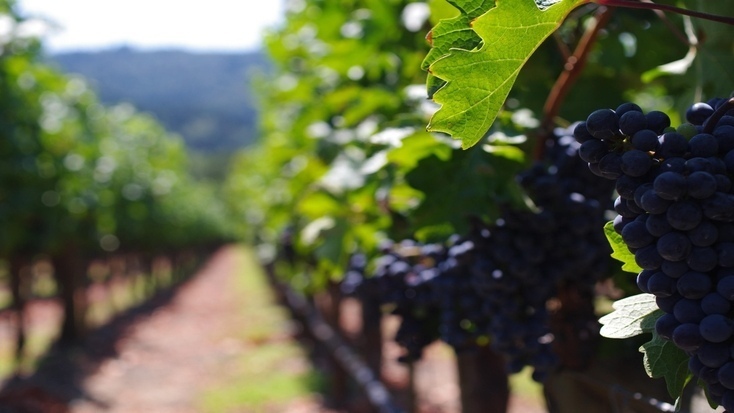 A vine in Napa Valley