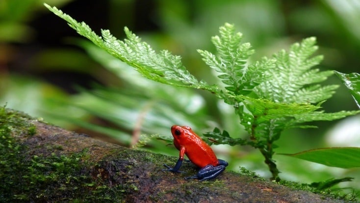 Colorful frog in the forests of your Costa Rica destinations