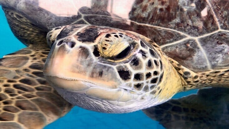 We can avoid sea turtle extinction together