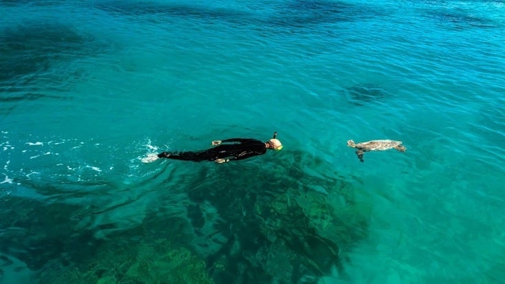 Swimming with green sea turtles is easy