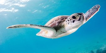 What is a Sea Turtle? This guy of course!