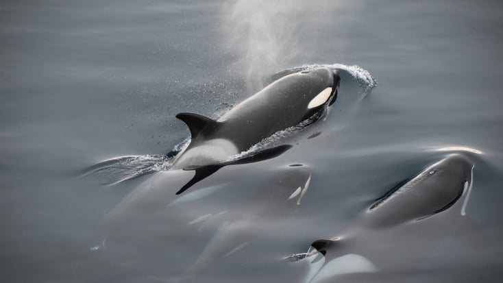 Check out the top Auckland whale watching as well as the orca whale watching season in Australia!