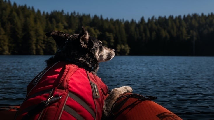 A pensive pooch with someone going canoeing with a dog