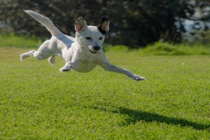 An animal jumping at the best dog friendly glamping site
