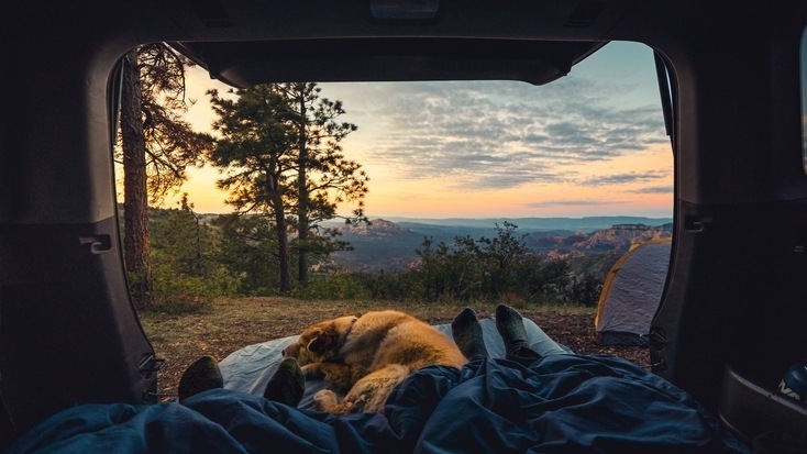 The view from a tent with someone who is glamping with dogs
