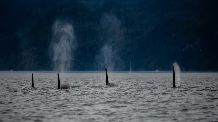 Explore the worlds best orca spotting around the world with Glamping Hub!