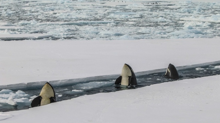 Check out the best places to see killer whales in the Arctic right here!