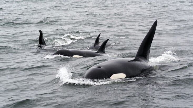 Find the best whale watching & San Juan Islands, WA: kayak with orcas in Argentina!