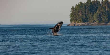 World Orca Day 2021: Best Spots to See Them