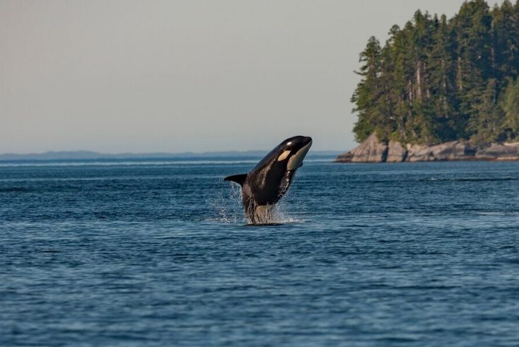 Discover the best places to see Orcas for this years World Orca Day!