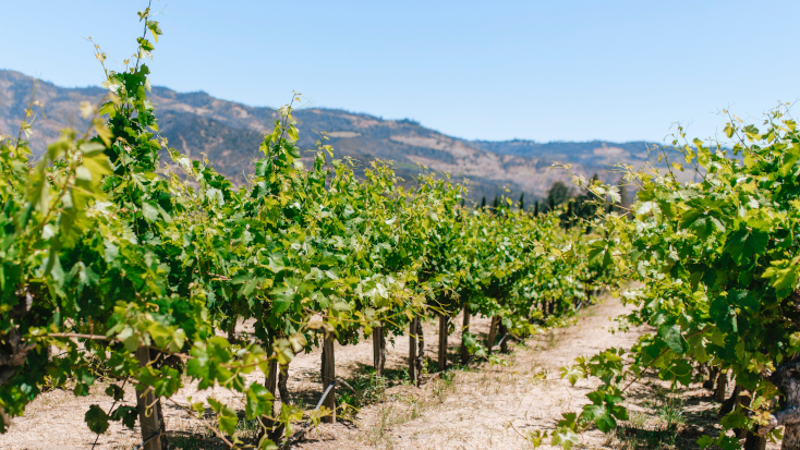 Napa Valley wine region is famous for its award winning wines
