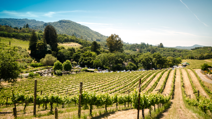 View of the vineyards in Sonoma Valley, California