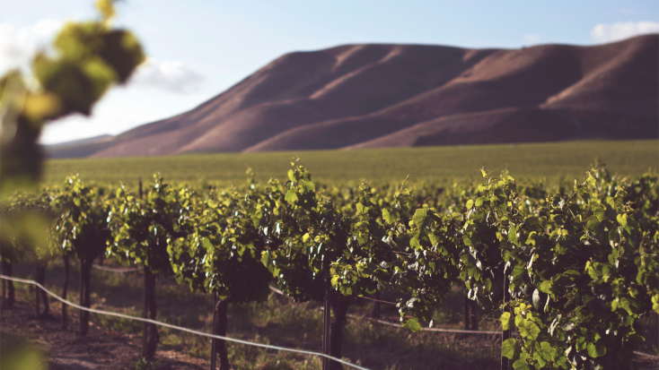 A Santa Maria Vineyard, one the best wine tasting regions in California