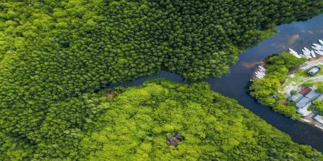 International Mangrove Day : How to Prevent Climate Change in Some of the Most Beautiful Places in the World