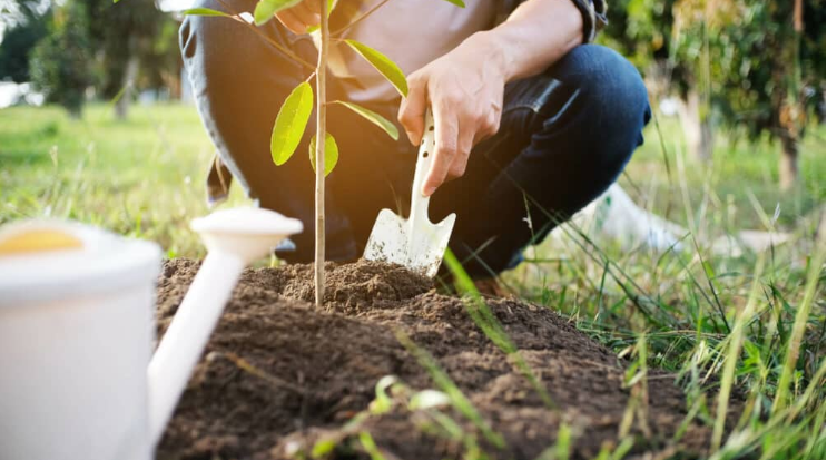 Tree Planting