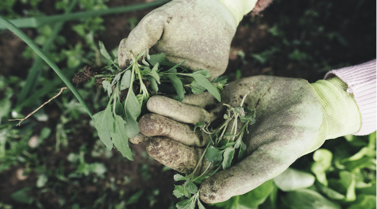 Worst Garden Weeds