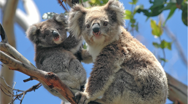Phillip Island Wildlife Park is a great place to spend the best winter getaways in Australia