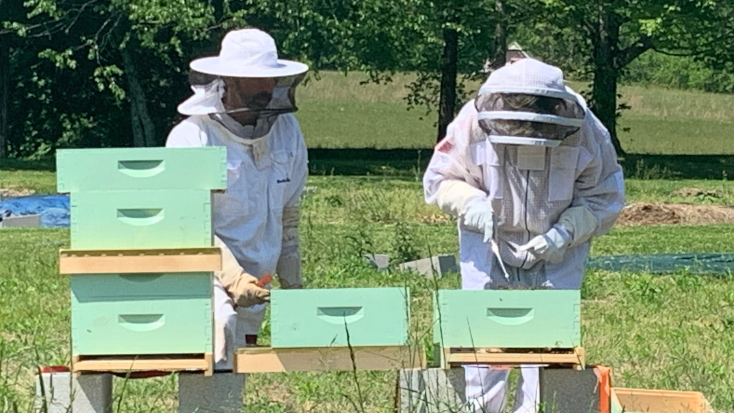 Bee Keeping at 100 acre farm stay in Tennessee. 