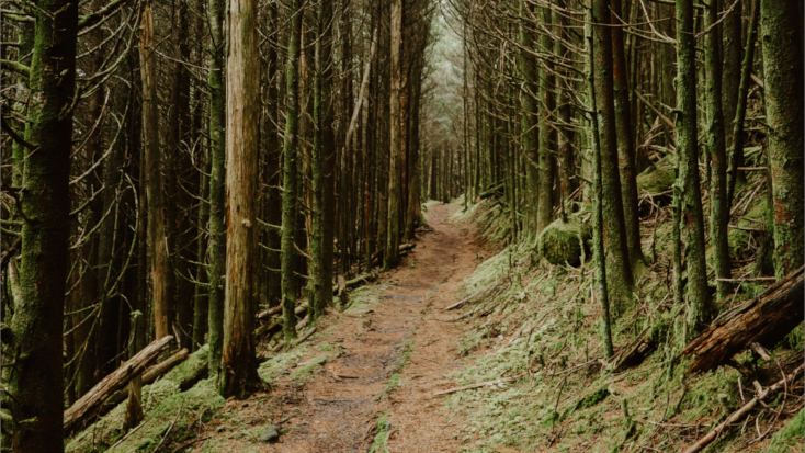 Parts of the Appalachian Trail can be hard to navigate and it is a good idea to plan your hike with a group