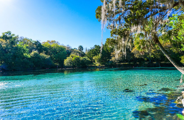 Ocala National Forest, Florida.