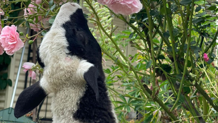 Goats smelling flowers at luxury camping resort, Tasmania glamping