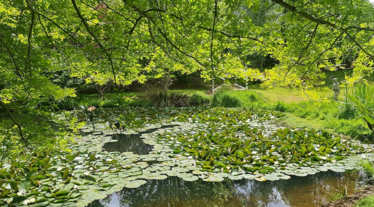 Lily pond at romantic glamping site in Tasmania, Australia