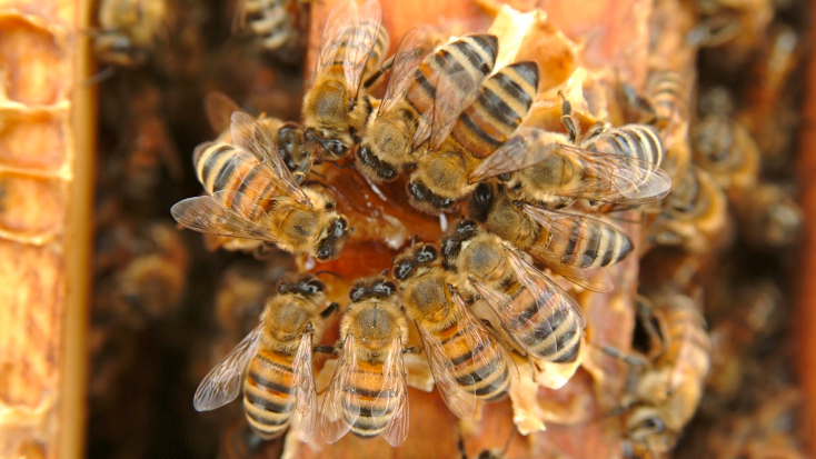 BeeWeaver Honey Farm for a fun family glamping experience and the best honey, Texas.