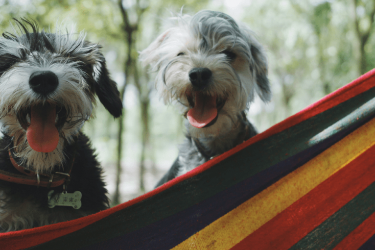 Two puppies having fun in a hammock.