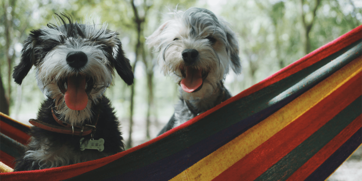 Two puppies having fun in a hammock.