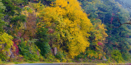Fall foliage Shenandpah National Park Virginia