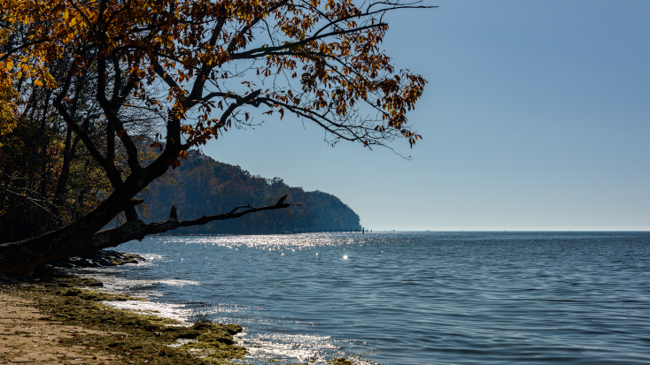 View of the lake in from the beach with local trees in Maryland