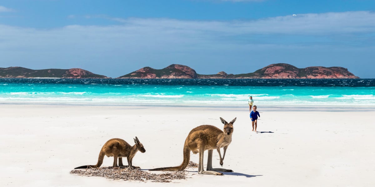 Two kangeroos on the Western Australia beach with children in the background